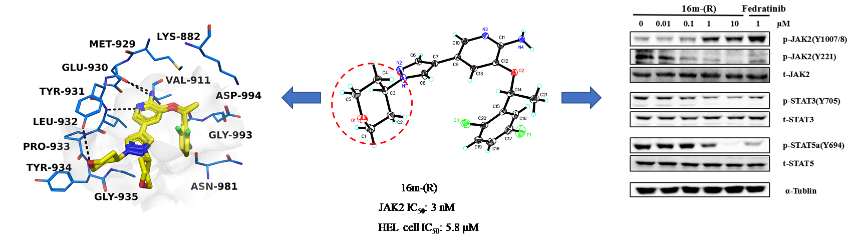 Discovery and optimization of 2-aminopyridine derivatives as novel and selective JAK2 inhibitors